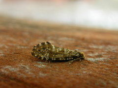 Triaxomera parasitella