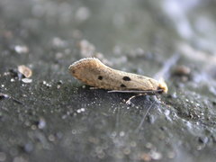 Tinea trinotella