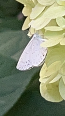 Celastrina neglecta