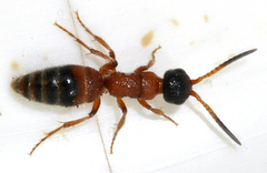 Myrmosa atra