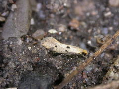 Tinea trinotella