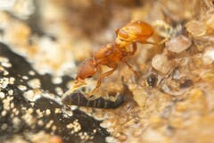 Strumigenys membranifera