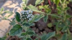 Heliotropium europaeum