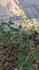 Heliotropium europaeum