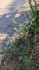 Heliotropium europaeum