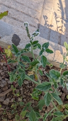 Heliotropium europaeum