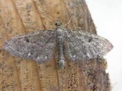 Eupithecia tripunctaria