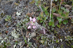 Pedicularis hirsuta