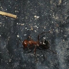Formica sanguinea