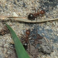 Formica sanguinea