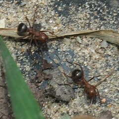 Formica sanguinea