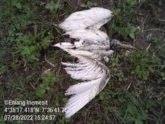 Bubulcus ibis