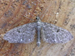 Eupithecia tripunctaria