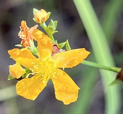 Hypericum virgatum