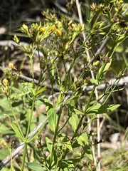 Hypericum virgatum