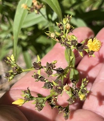 Hypericum virgatum
