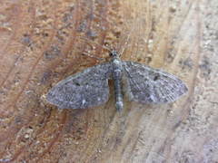Eupithecia tripunctaria