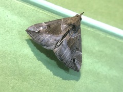 Hypena manalis