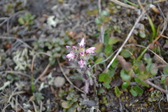 Pedicularis hirsuta