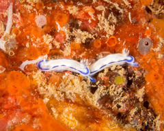 Hypselodoris peasei