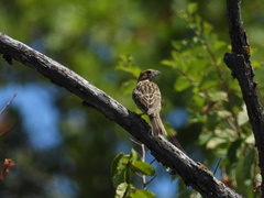 Emberiza cirlus