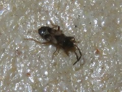 Scolopostethus affinis