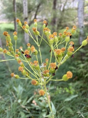 Senecio doria