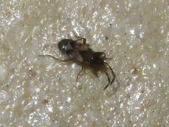 Scolopostethus affinis