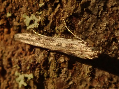 Batrachedra praeangusta