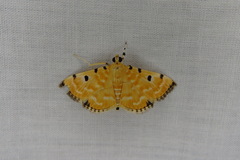 Notarcha polytimeta