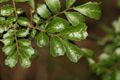 Cupaniopsis shirleyana