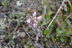 Pedicularis hirsuta