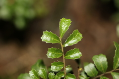 Cupaniopsis shirleyana