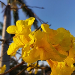 Handroanthus chrysotrichus