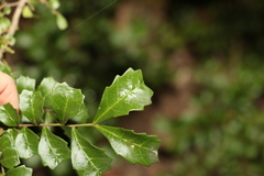 Cupaniopsis shirleyana