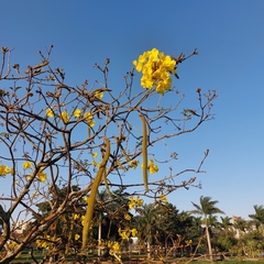 Handroanthus chrysotrichus