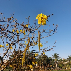 Handroanthus chrysotrichus