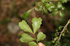 Cupaniopsis shirleyana