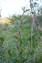 Berberis ruscifolia