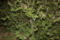 Cupaniopsis shirleyana