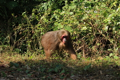 Macaca arctoides