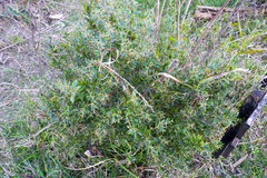 Berberis ruscifolia