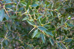 Berberis ruscifolia