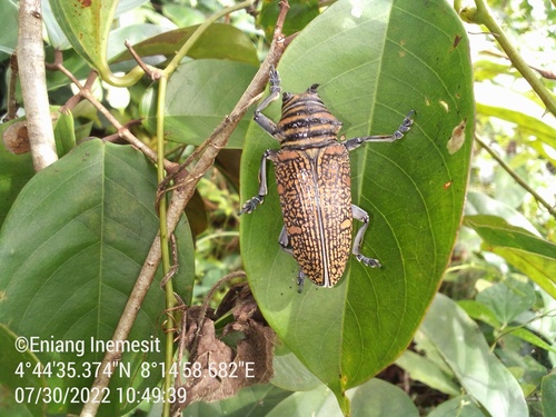 Zographus regalis