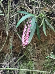 Rodriguezia lanceolata