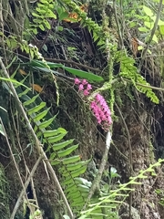 Rodriguezia lanceolata