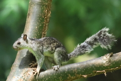 Sciurus variegatoides bangsi