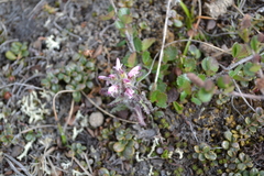 Pedicularis hirsuta