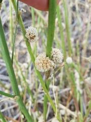 Cuscuta approximata