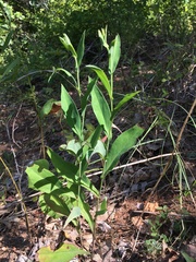 Solidago rigida glabrata